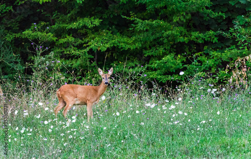 female roe deer grazing grass