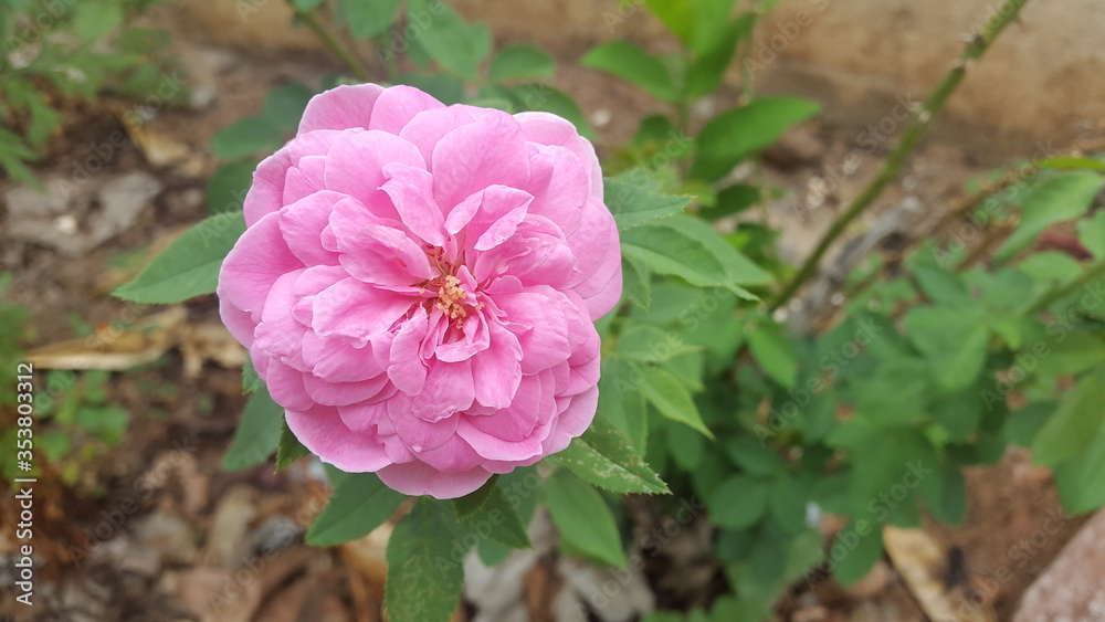 Beautiful bud rose flower with greenish background Beautiful bud rose flower with greenish background