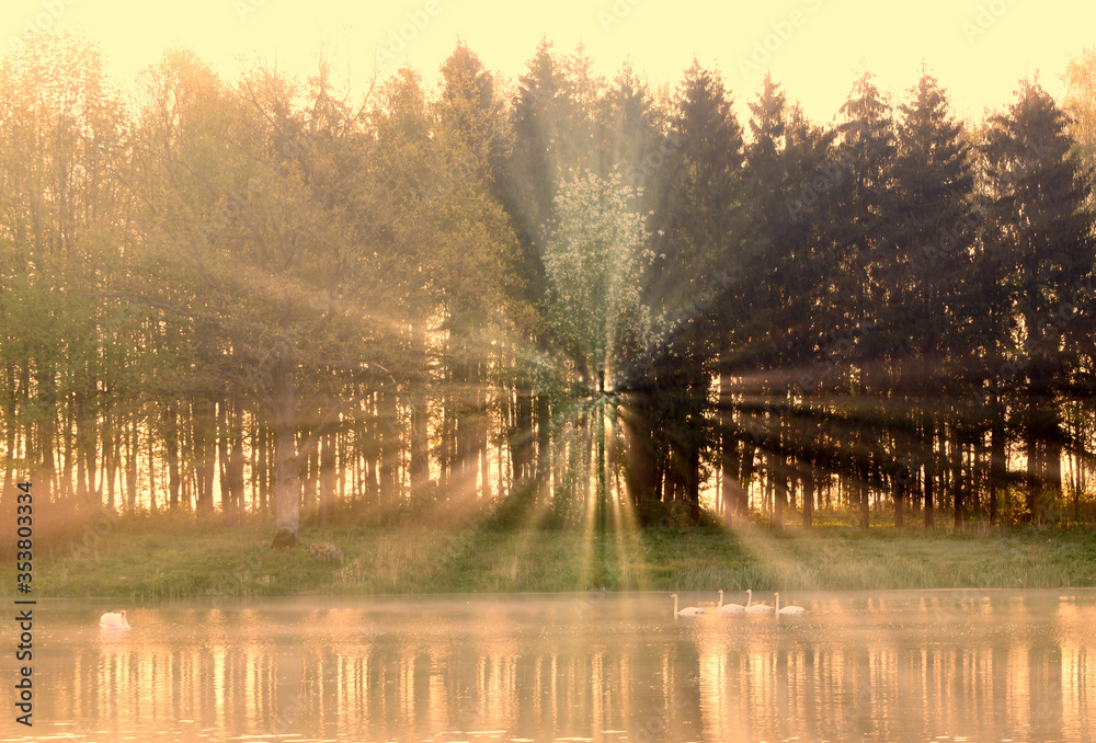 Obraz premium summer sun rays and trees