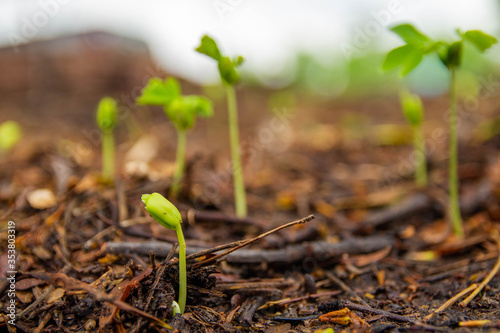 young green sprout