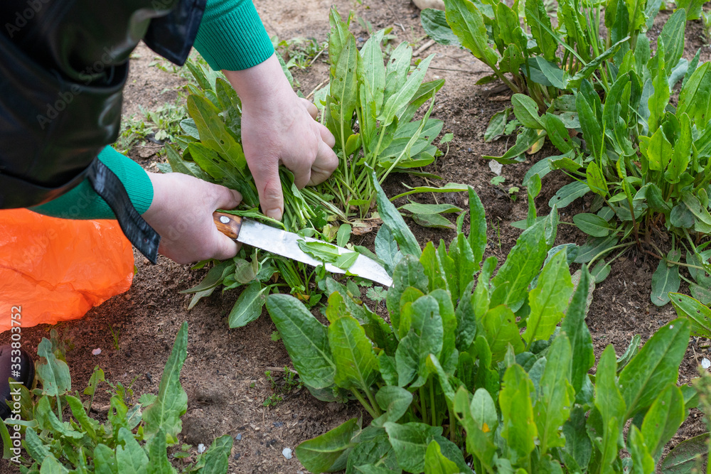 Obraz premium Daylight. Garden. Sorrel grows on it. Hands cut roots and collect. Close-up