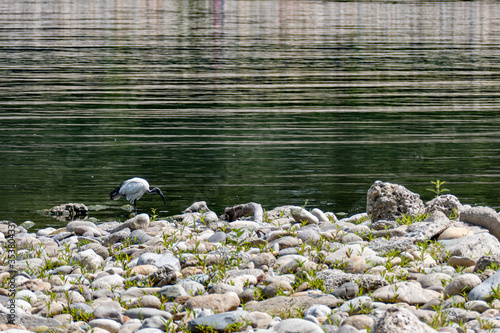 Panorami del fiume Adda tra Vaprio e Fara Gera, Lombardia photo