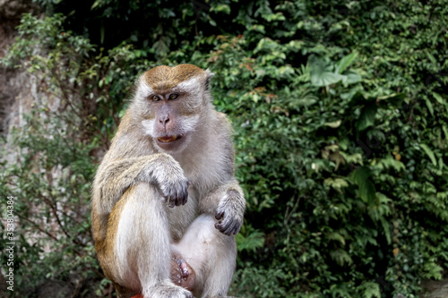 Cunning macaque