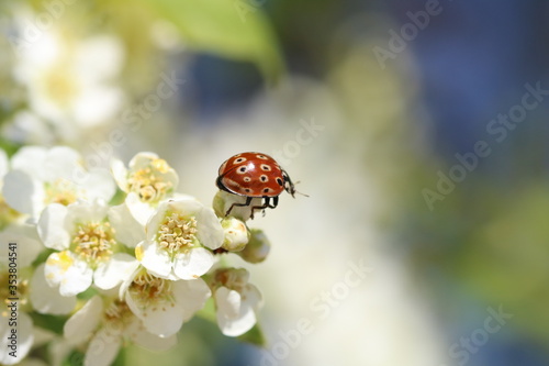 Ladybug close-up on bird cherry flower. A positive summer snapshot of an insect on a white background. Lady-beetle macro photo