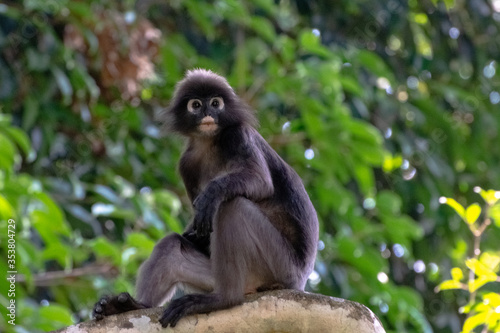 Black monkey