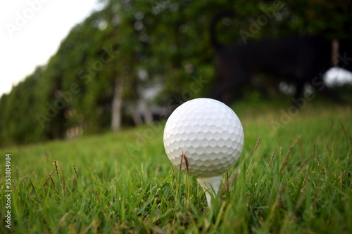 golf ball on tee in beautiful Golf ball close up in golf coures at Thailand