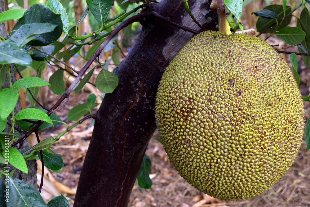 Jackfruit fruit in Thailand Jackfruit fruit in Thailand