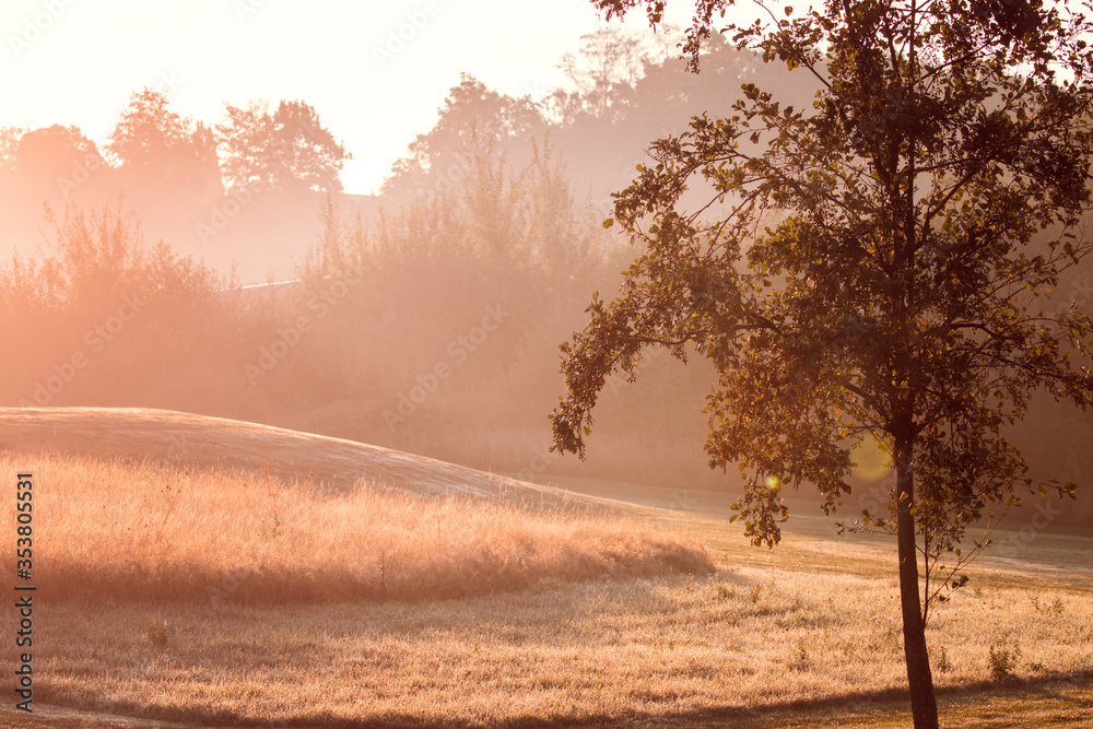 Fototapeta premium Feld im Morgengrauen mit Sonnenstrahlen