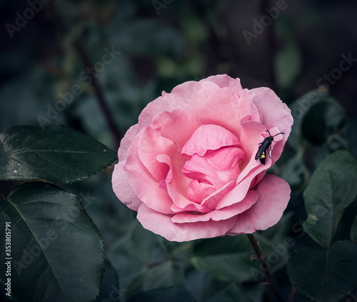 Close up with a pink rose with blurred background. Aflying insect or a wasp sitting on the petals of a rose. photo