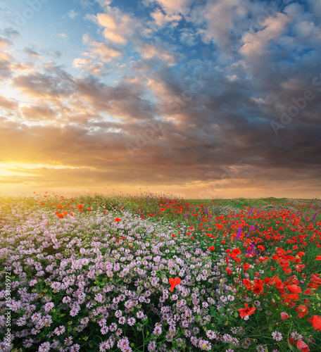 Hill of spring flowers at sunset. © GIS