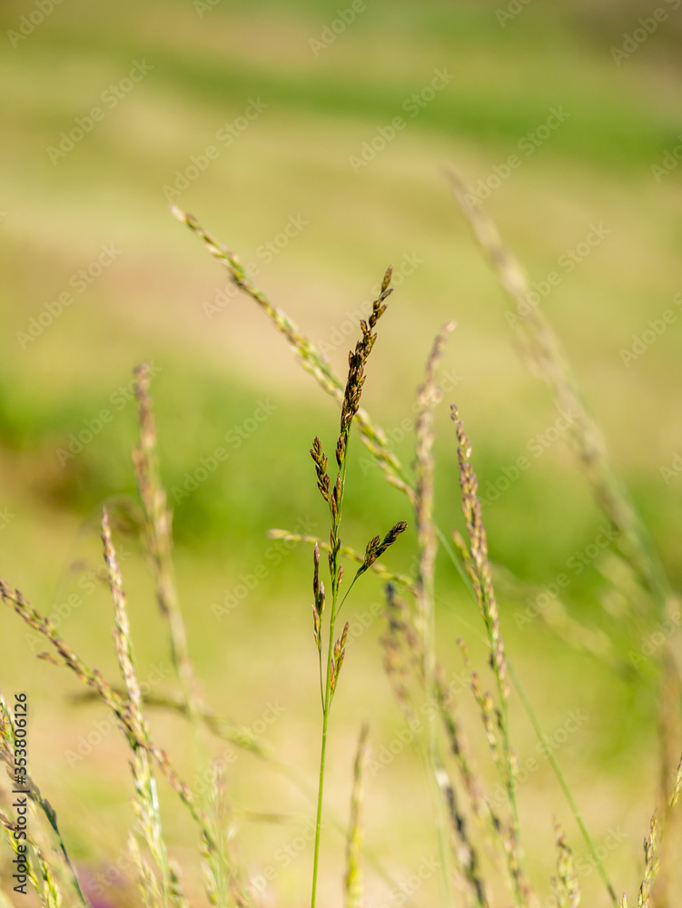 Green blade of grass against blurred or defocused background. Green blade of grass against blurred or defocused background.