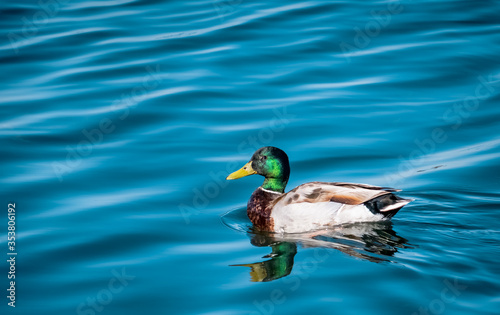 Mallard duck swimming on the water of a lake © Cristi