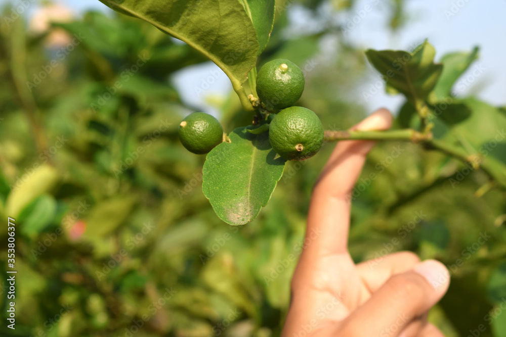 Fototapeta premium Small green lemon in Asia