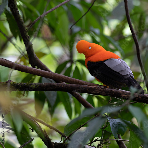 Wildlife photo of an Andean Cock-of-the-rock (Rupicola peruvianus) sitting on a tree in the moist montane forest of Peru