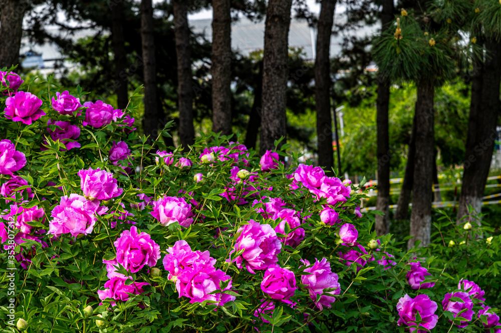 China Changchun peony garden landscape and blooming peony flowers