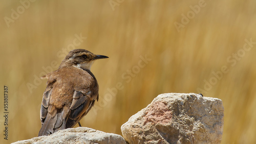 wildlife photo of a Bar-winged Cinclodes (Cinclodes fuscus) in Peru photo