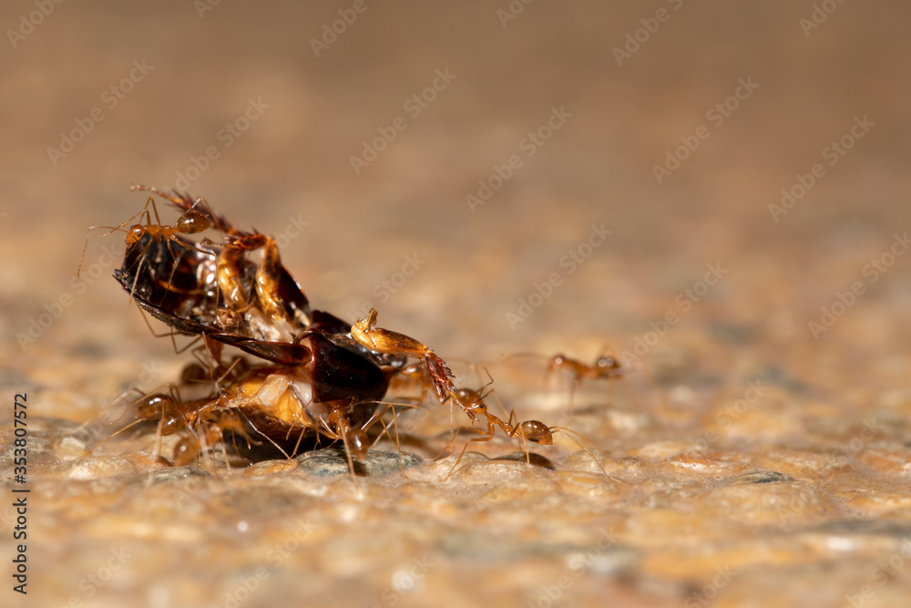 a group of red ant carrying a dead bug