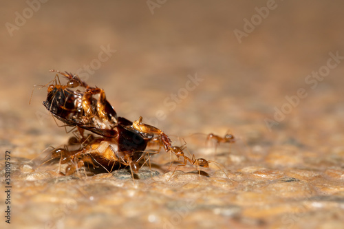 a group of red ant carrying a dead bug © SYAHMI