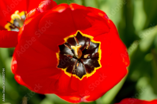 Blooming red tulip. View from above.