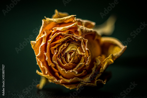 Tableau sur toile A dried-up beautiful rose close-up lies on the table in a restrained key