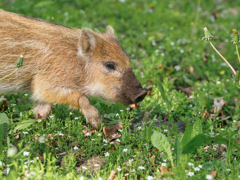 Fototapeta premium Little wild boar in the grass in the spring forest