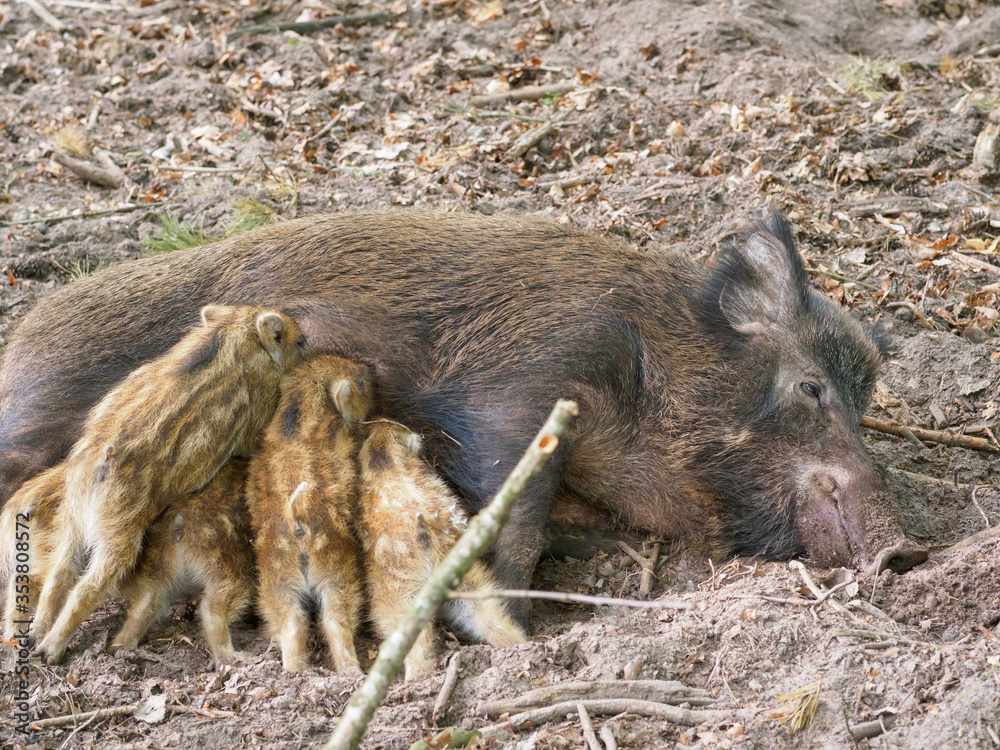 A wild boar mother feeds her little children with breasts A wild boar mother feeds her little children with breasts