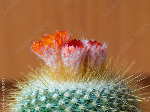 Orange flowers of blooming cactus in detail