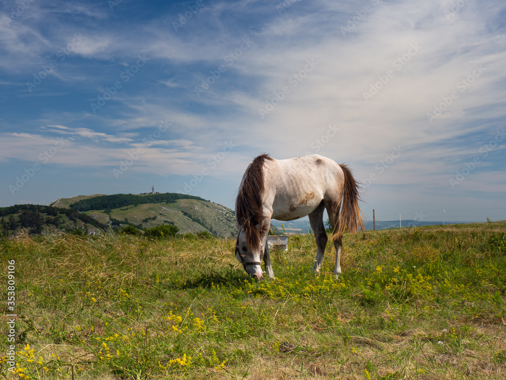 Grazing horse on top of mountain Stolova, Pavlov Hills, Czech repbublic Grazing horse on top of mountain Stolova, Pavlov Hills, Czech repbublic