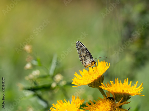 Marbled white butterfly (Melanargia galathea) on yellow flower © sleepyhobbit