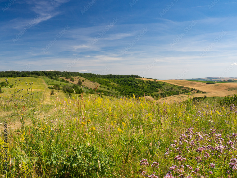 Summer landscape in South Moravia, Czehc republic