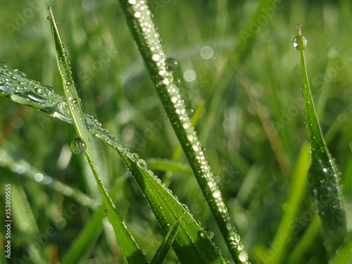 Grass with water drops in early morning