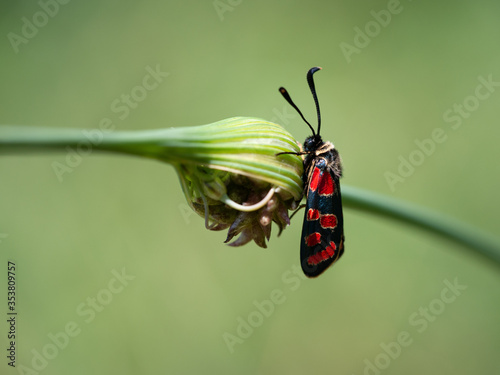 Crepuscular burnet (Zygaena carniolica) butterfly sitting on green plant photo