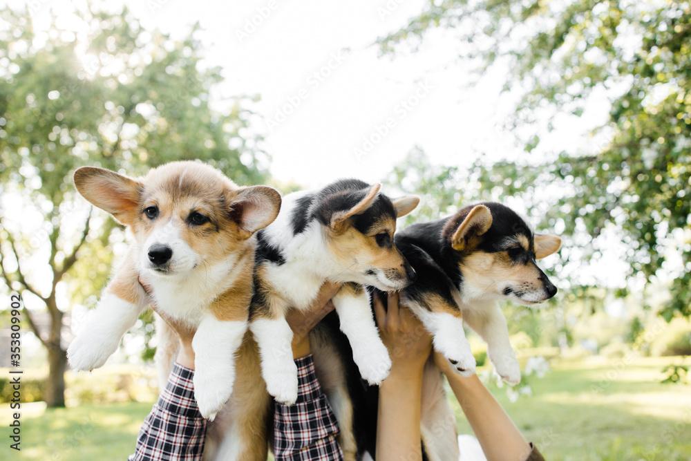 three Corgi puppies on the green in the sunset on their hands three Corgi puppies on the green in the sunset on their hands