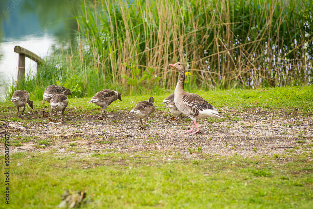 Geese grazing in a park by a lake Geese grazing in a park by a lake