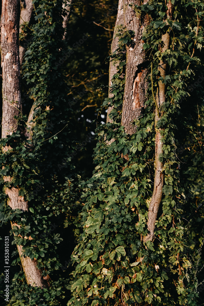 Obraz premium tree bark texture