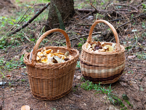 Baskets full of mushrooms in forest