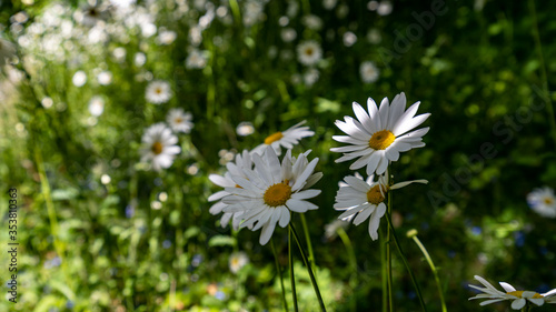 Beautiful white daisies in a field