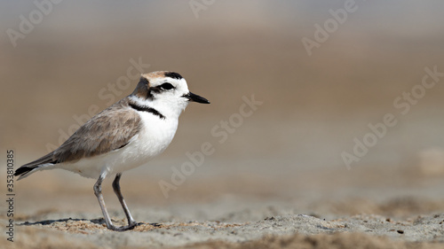 Closeup of a Kentish Plover (Charadrius alexandrinus) on the beach, Peru  © SWF 1