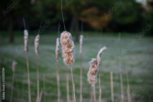 reeds in the wind