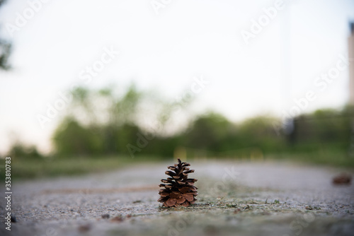 close up of pine cone on the ground
