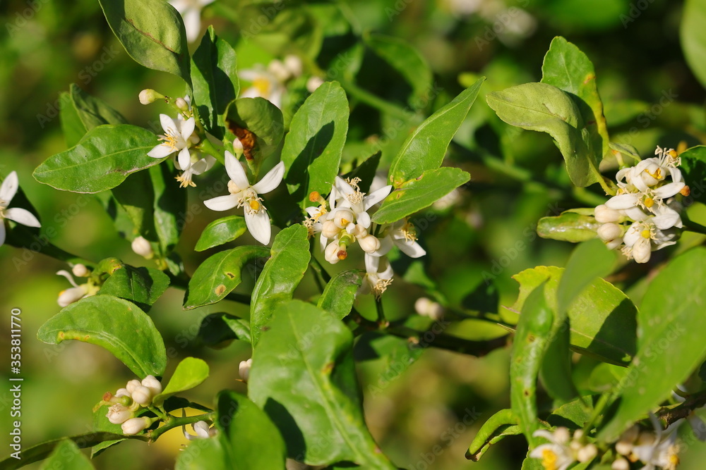 Fototapeta premium lemons flowers growing on tree