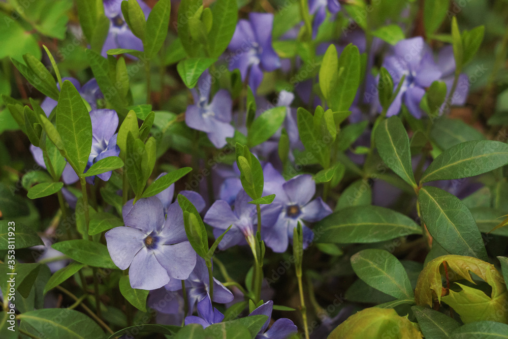 Blue periwinkle (Vinca) flowers in the garden. Blue periwinkle (Vinca) flowers in the garden.