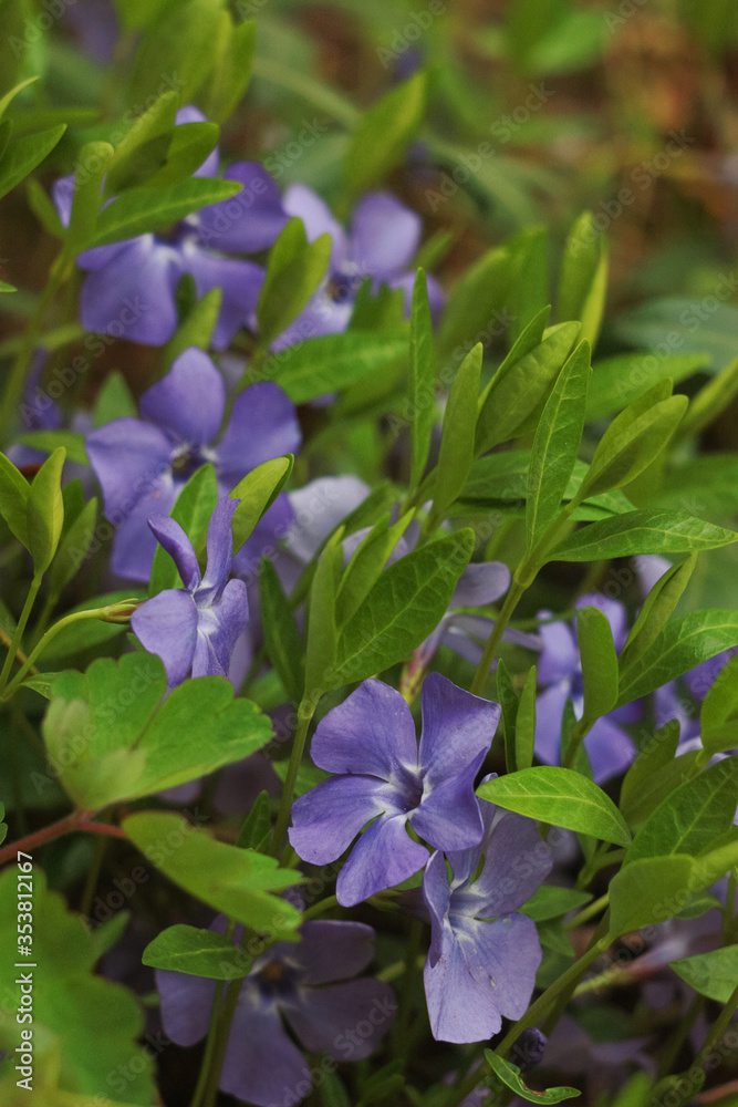 Blue periwinkle (Vinca) flowers in the garden. Blue periwinkle (Vinca) flowers in the garden.