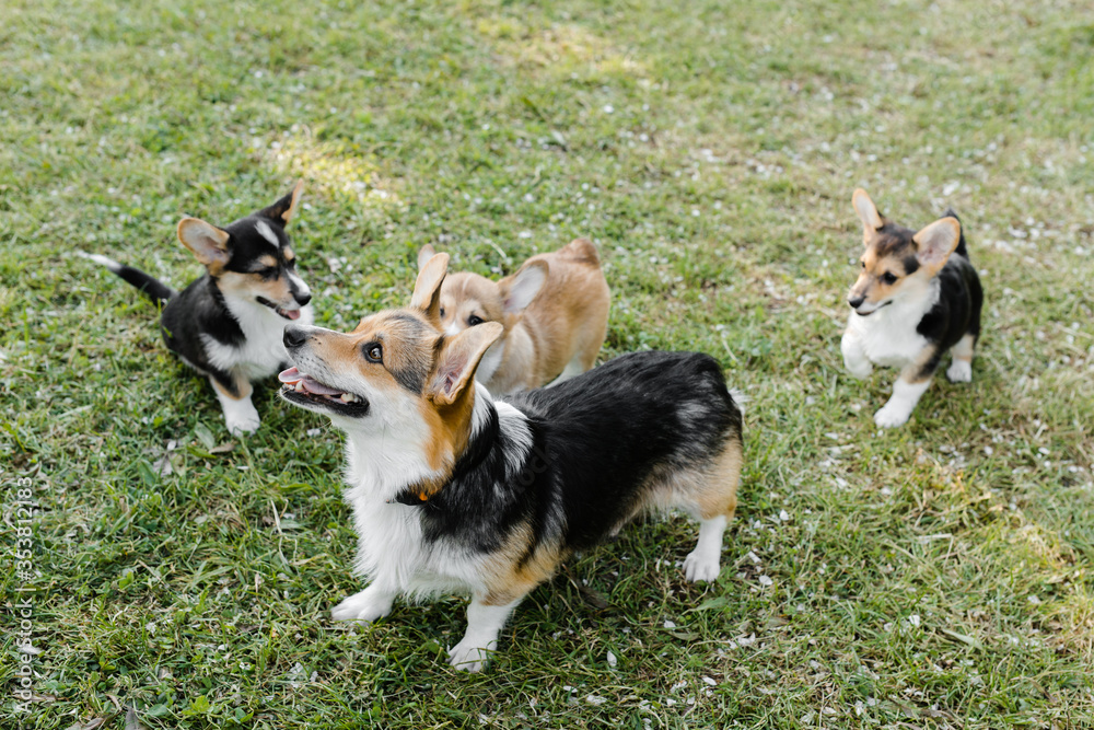 puppies and adult Corgi dogs on the green in a Sunny sunset puppies and adult Corgi dogs on the green in a Sunny sunset