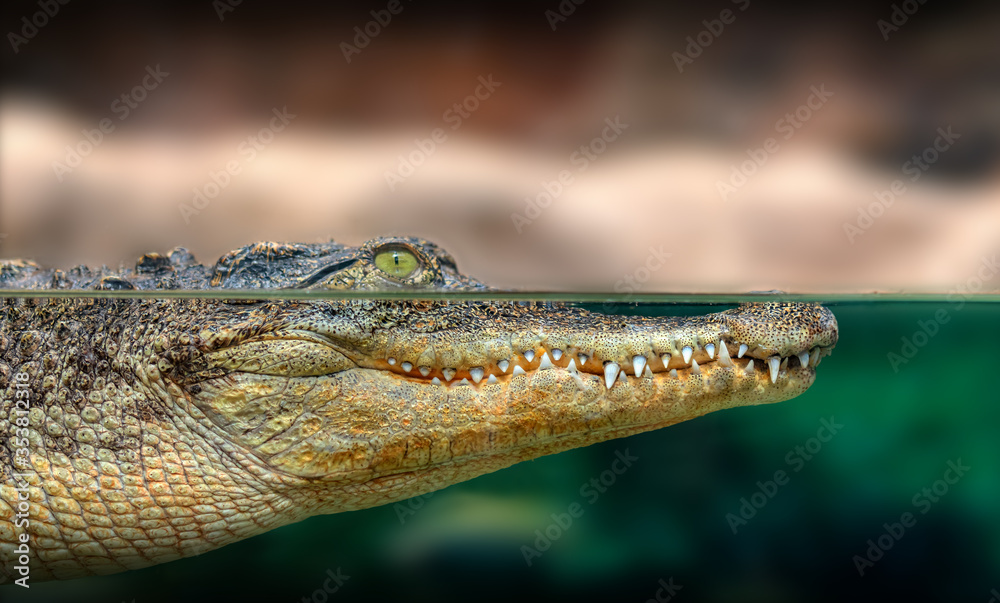 Fototapeta premium Leistenkrokodil