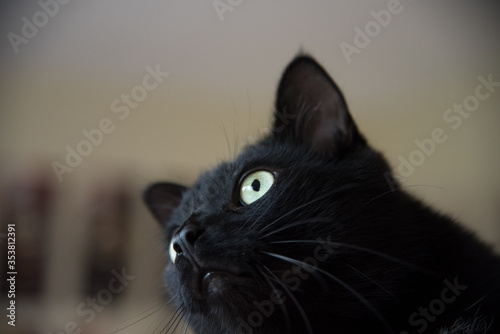 Black cat portrait facing sideways 