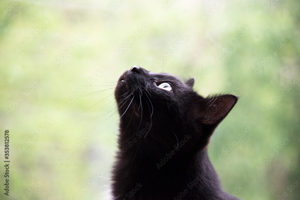 Black cat head side profile looking at sky