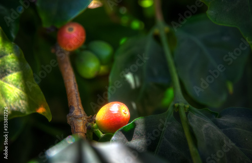 Reife Kaffeefrucht am Strauch - Ripe coffee fruit on the bush