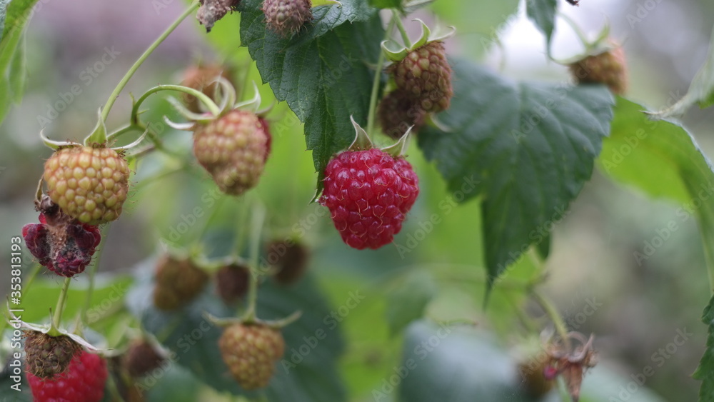 wild berries in the forest wild berries in the forest