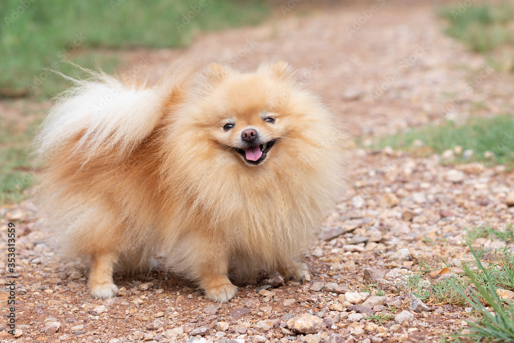 Cute dog pomeranian standing in garden and making funny face feeling so happiness and fun,Selective focus,Dog Friendly Concept.